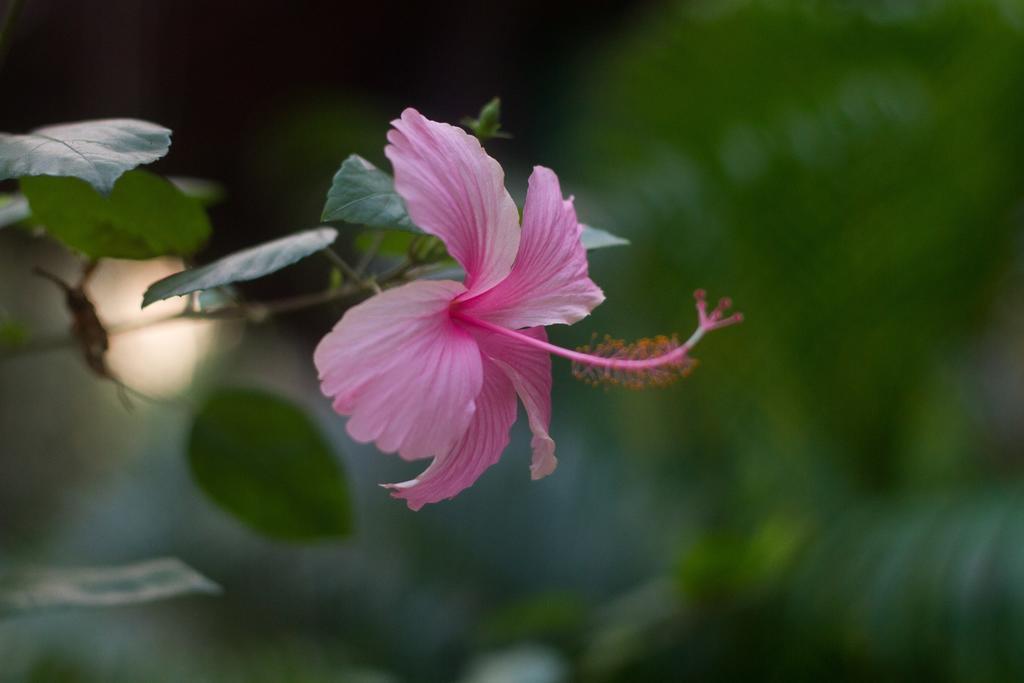 सहारा Palm Trees Ayurvedic Heritage 2*